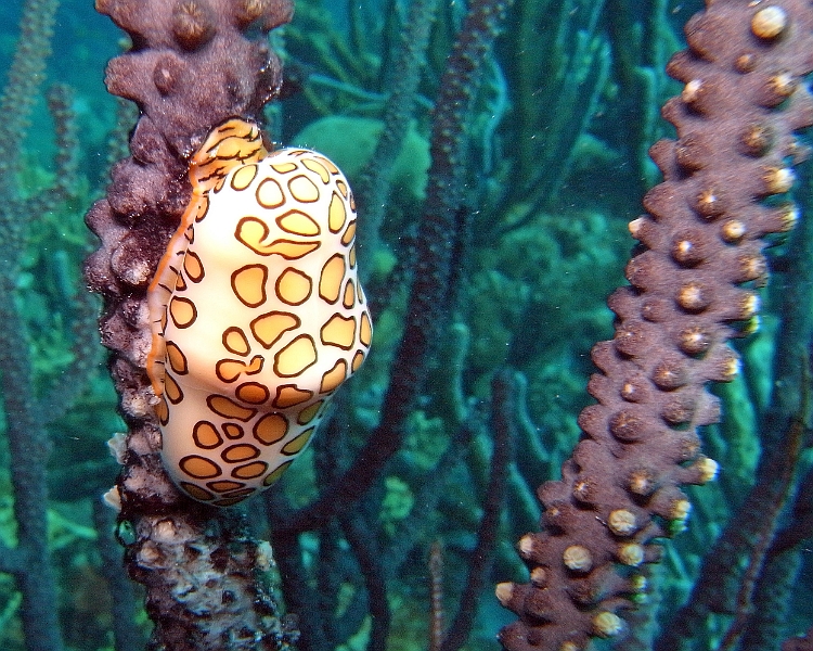 UWBN15-Flamingo Tongue II 2015